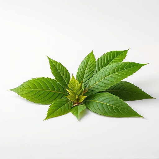 Comprehensive Kratom Strain Rotation: Maximize Benefits, Avoid Tolerance