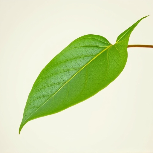 Comprehensive Guide: Unveiling Kratom Leaf Anatomy and Benefits
