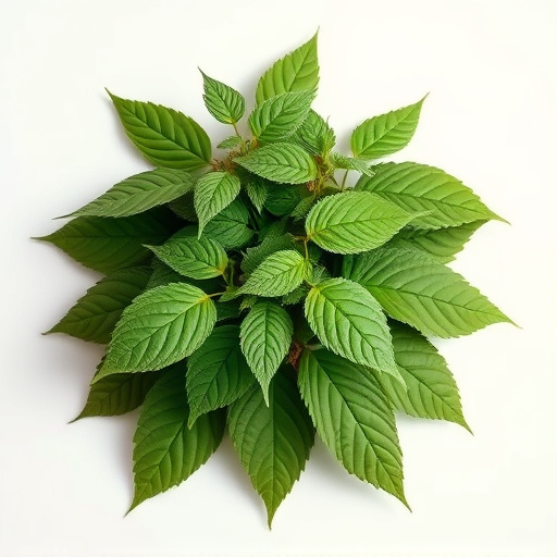 Unlock Kratom Quality: Freshness Test Mastery for Informed Users