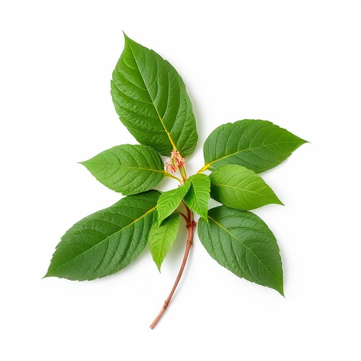 Fair Trade Kratom Sourcing: Ethical Guide to Quality and Benefits