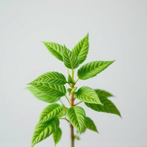 Unveiling Low Dose Kratom’s Mental & Physical Wellness Impact