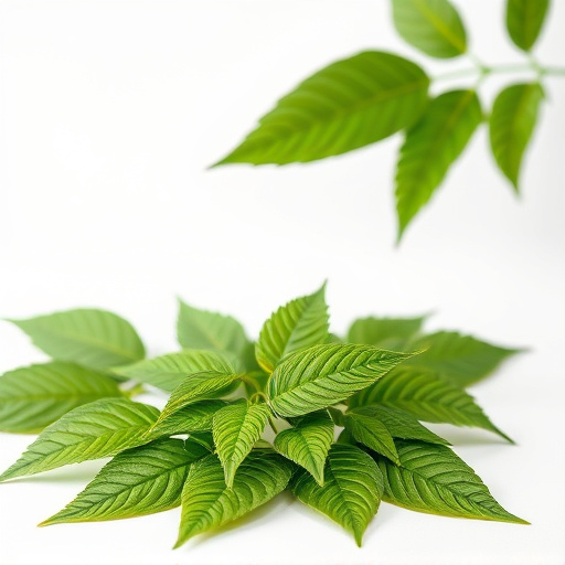 Comprehensive Guide: Best Kratom Strains for Beginners’ Relaxation