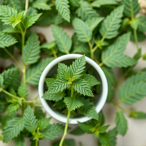 Comprehensive Nettle Tea Benefits Guide: Unlock Nature’s Secrets