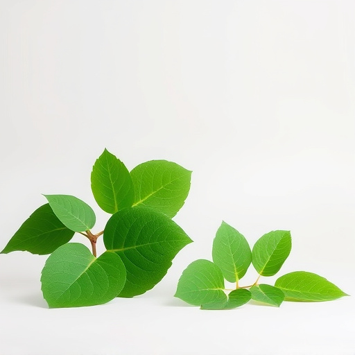 Comprehensive Review: Is Kava Safe & Therapeutic Insights