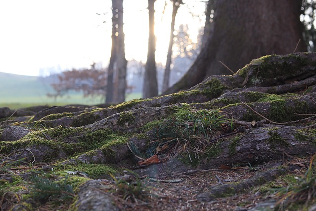 Comprehensive Kava Guide: Brewing, Benefits, and Expert Tips