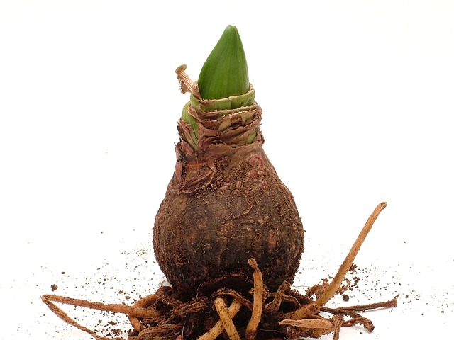 kava root