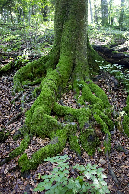 Unveiling Kava Micronized: Benefits, Usage, and Expert Insights Explained