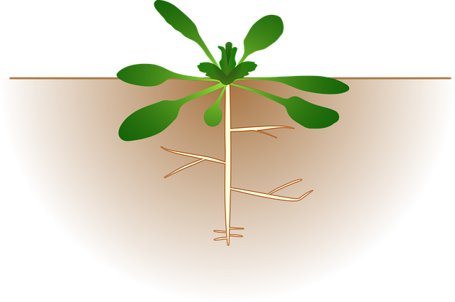 kava root