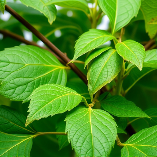 kratom leaves