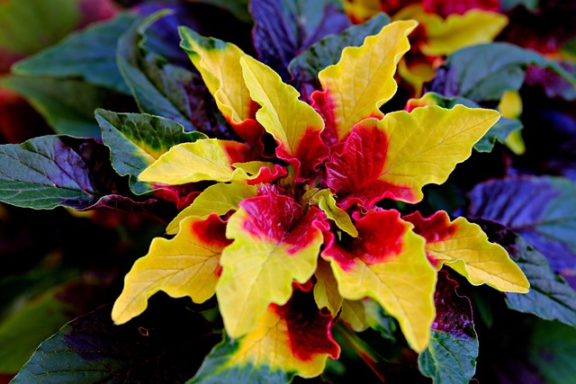 Comprehensive Guide: Testing Kratom Freshness for Optimal Benefits