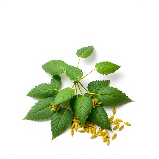 Comprehensive Guide: Kratom for Focus and Concentration