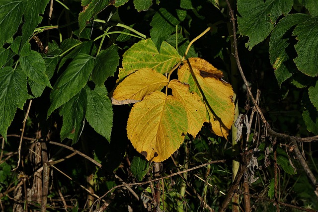 kratom leaves