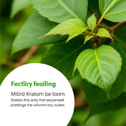 kratom leaves