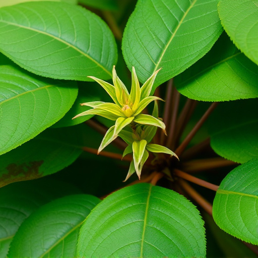 kratom leaves