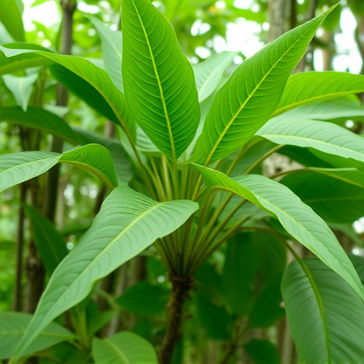 kratom leaves