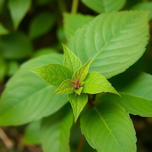 kratom leaves