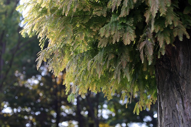 Drying Process Unlocks Kratom’s Potential: Comprehensive Guide