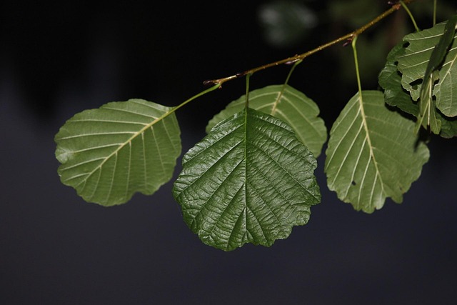 kratom leaves