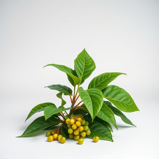 Maeng Da Kratom: Comprehensive Guide to Every Detail You Need to Know