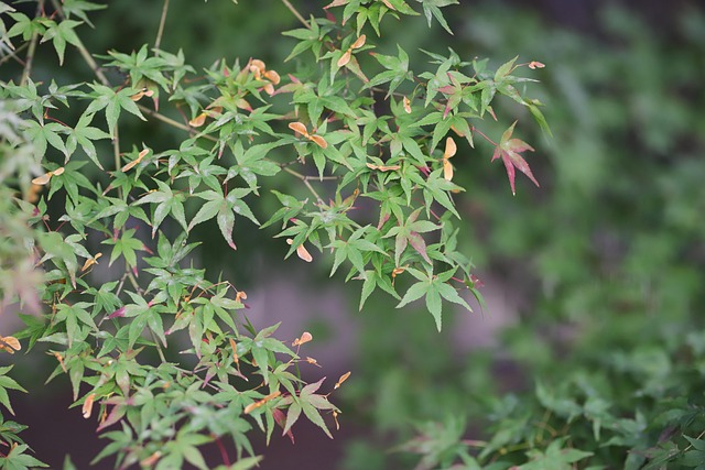 Unveiling Jong Kong Kratom’s Potential: Comprehensive Profile Guide