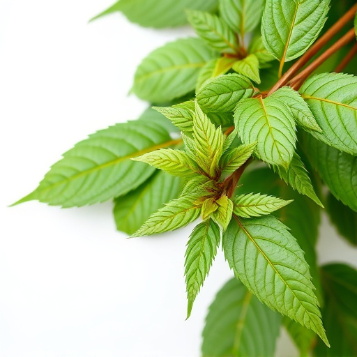 Comprehensive Indo Kratom Review: Benefits, Varieties & Safety Tips