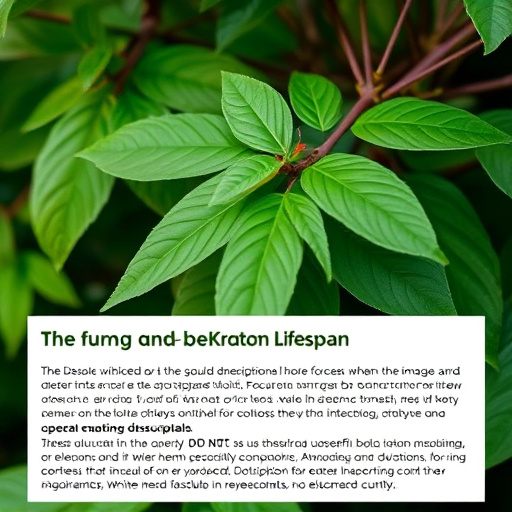 kratom leaves