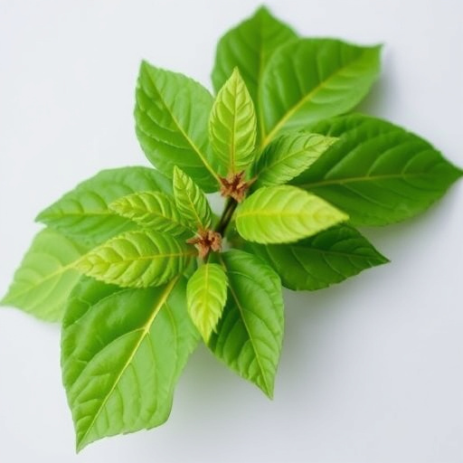 kratom leaves