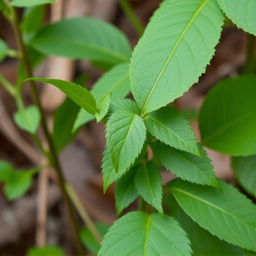 kratom leaves