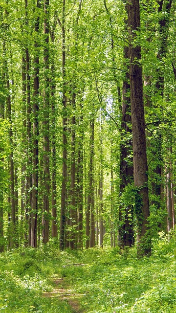 Unveiling Kratom Shot Ingredients: Ultimate Guide to Benefits and Safety