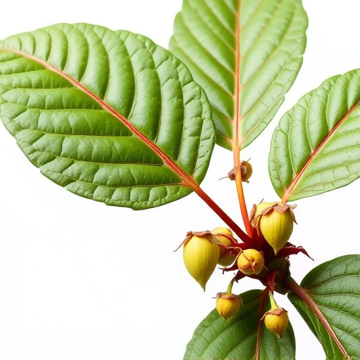kratom leaves