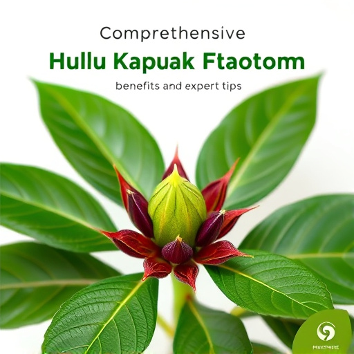 Comprehensive Hulu Kapuas Kratom Guide: Benefits and Expert Tips