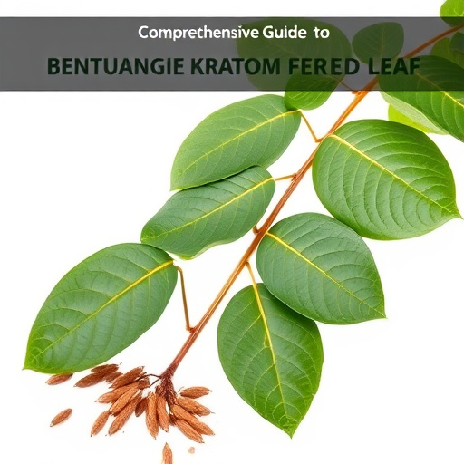 Comprehensive Guide to Bentuangie Kratom’s Fermented Leaf Benefits