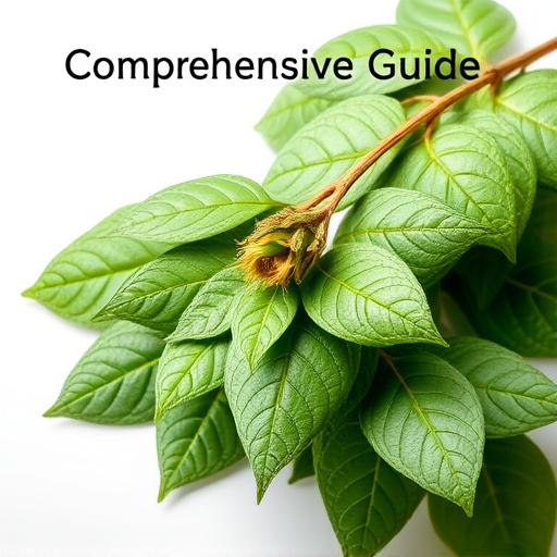Comprehensive Guide to Bentuangie Kratom Fermented Leaf Benefits