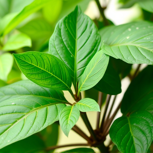 kratom leaves