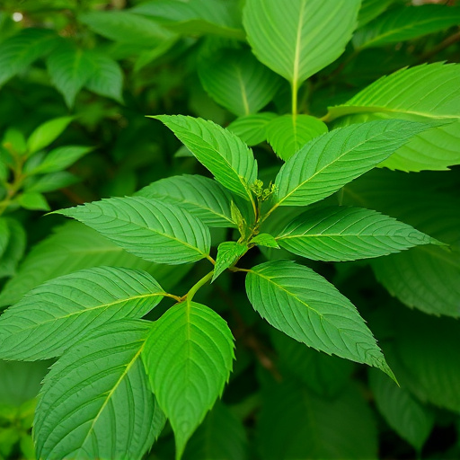 kratom leaves