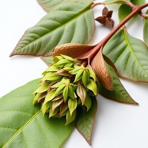 kratom leaves