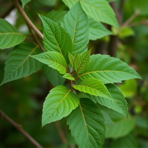 kratom leaves