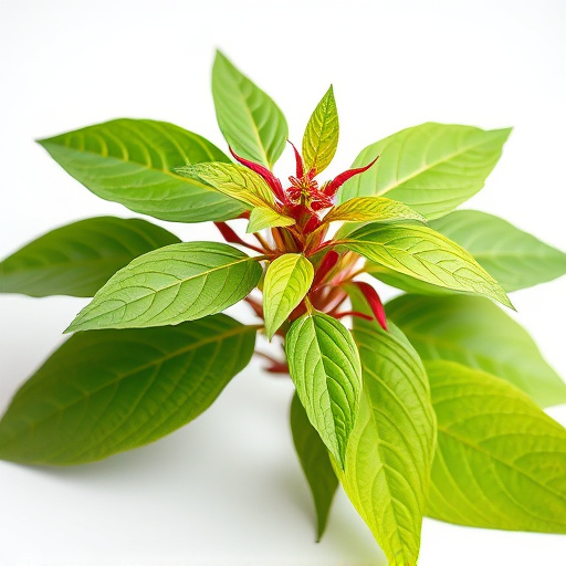 Comprehensive Guide: Unveiling Thai Kratom Strain Benefits and Usage