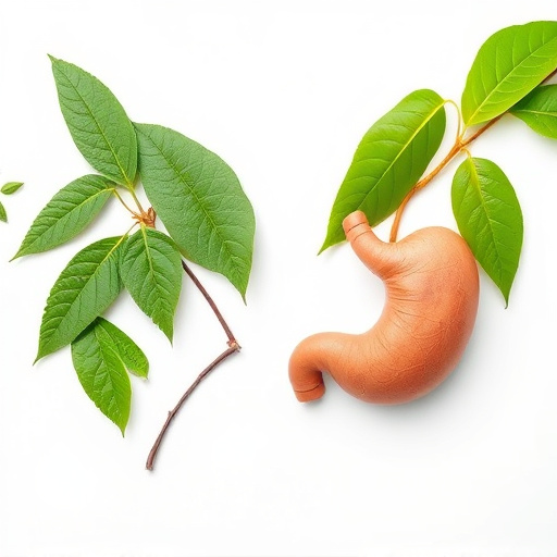 Kratom Effectiveness: Empty vs Full Stomach Guide