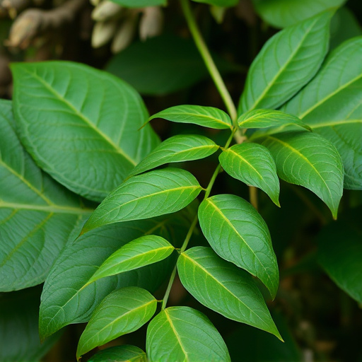 kratom leaves