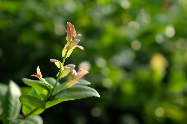 Comprehensive Guide: Wildcrafted Kratom Explained & Benefits Unveiled