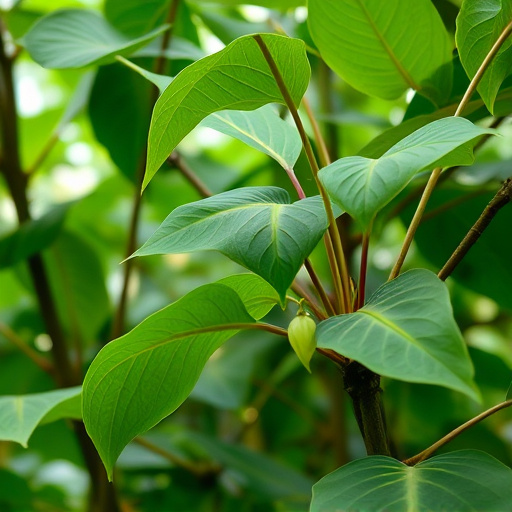 kratom leaves