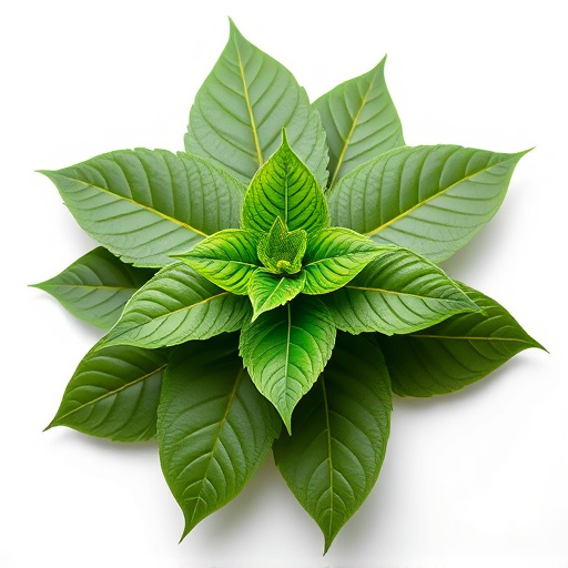 Unveiling Rare Kratom's Unique Benefits and Cultivation Secrets