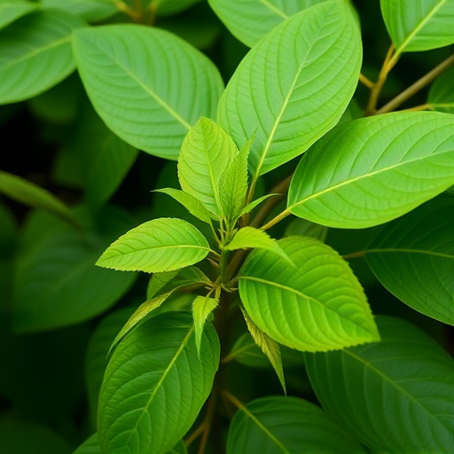 kratom leaves