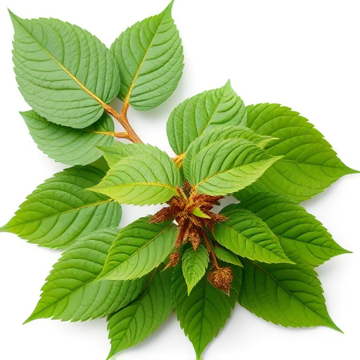 Comprehending Kratom’s FDA Status: Debunking Myths and Exploring Uses