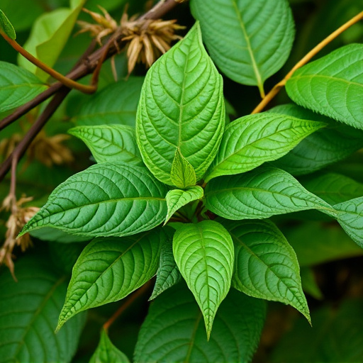 kratom leaves