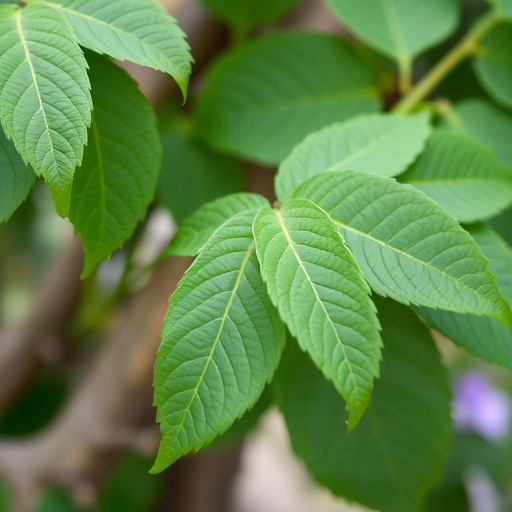 kratom leaves