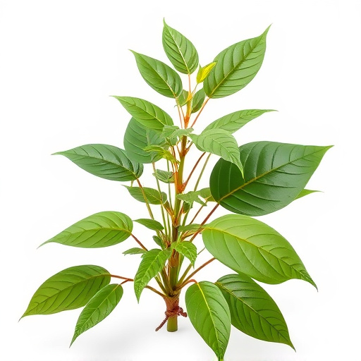 Comprehensive Vietnam Kratom Strain Guide: Benefits and Expert Tips