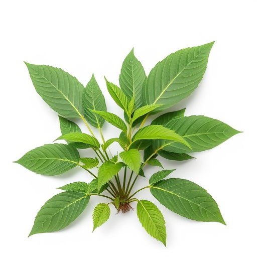 Master Kratom Freshness Test: Insights for Optimal Quality