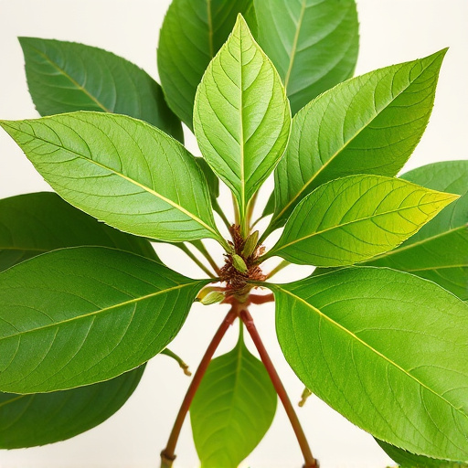 Comprehensive Guide: Unveiling White Vein Kratom's Potential